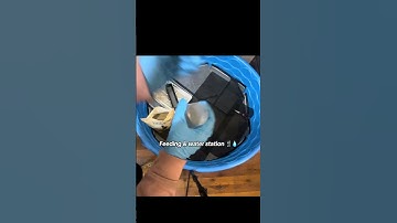 Quick Affordable Duck Brooder - Less Mess! #babyducks #backyardfarm #duckdiaries #ducklings #farmtok