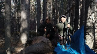 Долгожданная охота на изюбря на реву в Юго-Западной Якутии. 3 серия финал. Добыли бычка изюбря.