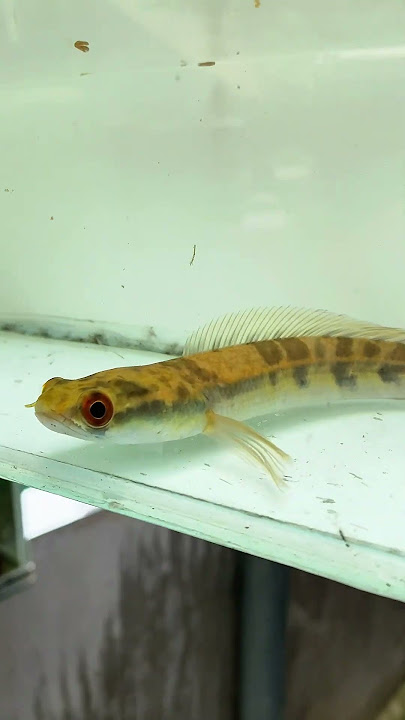 https://vt.tiktok.com/ZSSPVeJ8H/ #cabaymau #guppy #channa #aquarium #caloc #caloccanh #calocvayrong
