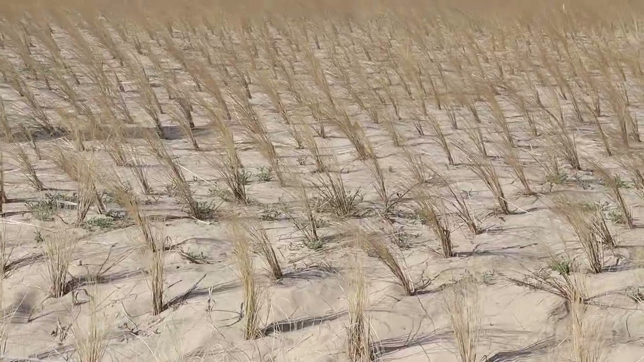 Newly planted coastal grass, I think