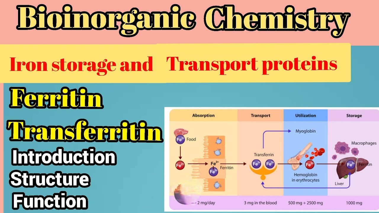 Ferritin and transferritin proteins # iron storage and transport ...