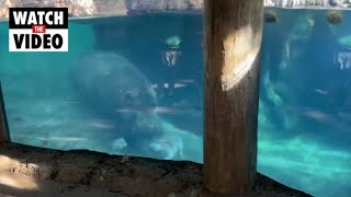 Baby hippo Fritz playfully chases big sister Fiona in Cincinnati Zoo