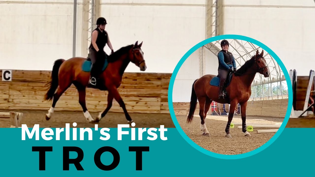 MERLIN'S FIRST TROT: My Young Horse's First Week Under Saddle | Kaitehh Equestrian