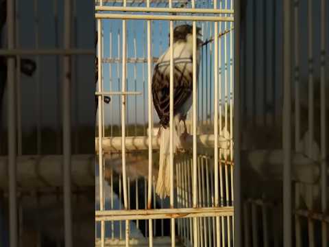 ذكر كناري جاهز ويغرد بقوه الانثى التزاوج