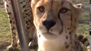 Cheetah Meows like a Cat
