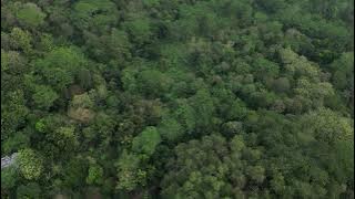 Hutan | 4K 30 FPS | Free Drone Footage