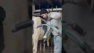 Episode 43: Milking a Cow 🐄