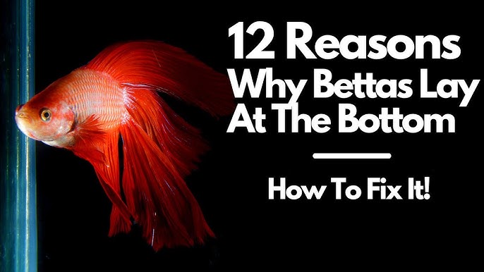 10 ways to tell if a betta fish is dying - Betta fish informational video 