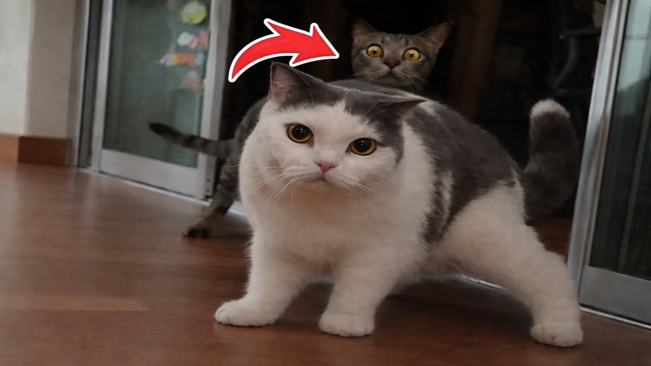 Cats Doing the Unexpected