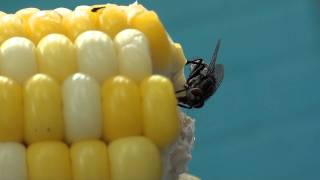 Closeup of fly on piece of corncob.m2ts