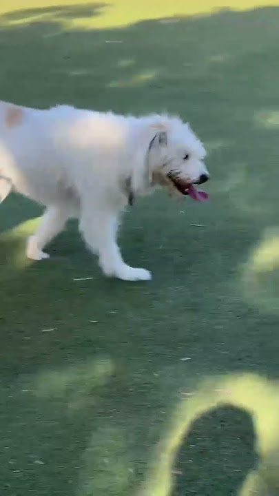 Shaggy dog 🐕 #dogs #puppy #petsempire #cuteanimals #petshub #cutedogs #park #cute #pets