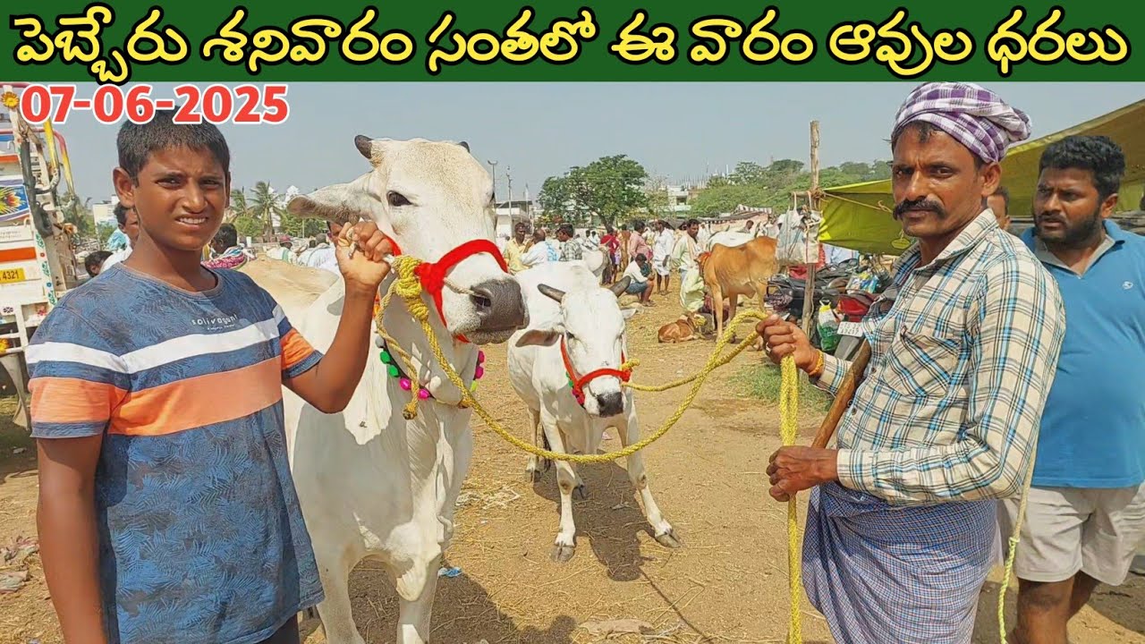 పెబ్బేరు శనివారం సంతలో ఈ వారం ఆవుల ధరలు | Pebbair cow market | cow videos | cow farm