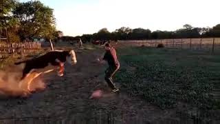 Taureau versus cowboy screenshot 5