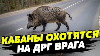 Украинский кабан 