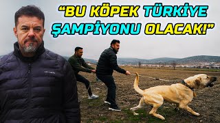 "THE BEST COIL AND SHEEPHOLDER DOGS FROM DENIZLI!" | TURGAY ÖZALP - ANTALYA/KORKUTELİ