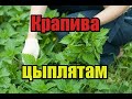 Крапива цыплятам, что нужно знать! Лучшая трава для цыплят! Витамины для цыплят!