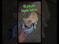 sayangi kucing jalanan😻🥰#kucingjalanan #catlovers #komunitaskucing #jangkauanluas #fypシ