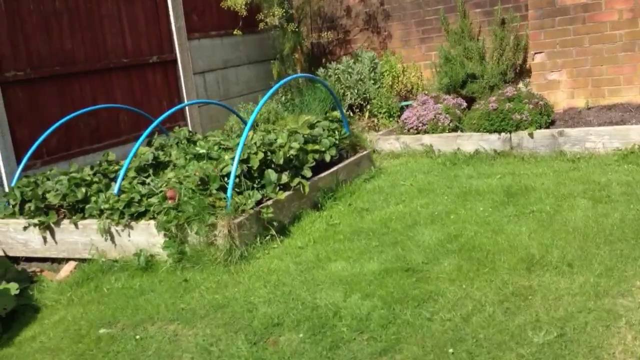Raised bed allotment 14th August 2016 YouTube