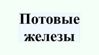 Видео Потовые железы (автор: Wikitube Ru)