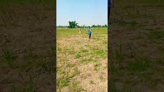 भारतीय किसान (Indian Farmer)shortvideo ytshort indianfarmer