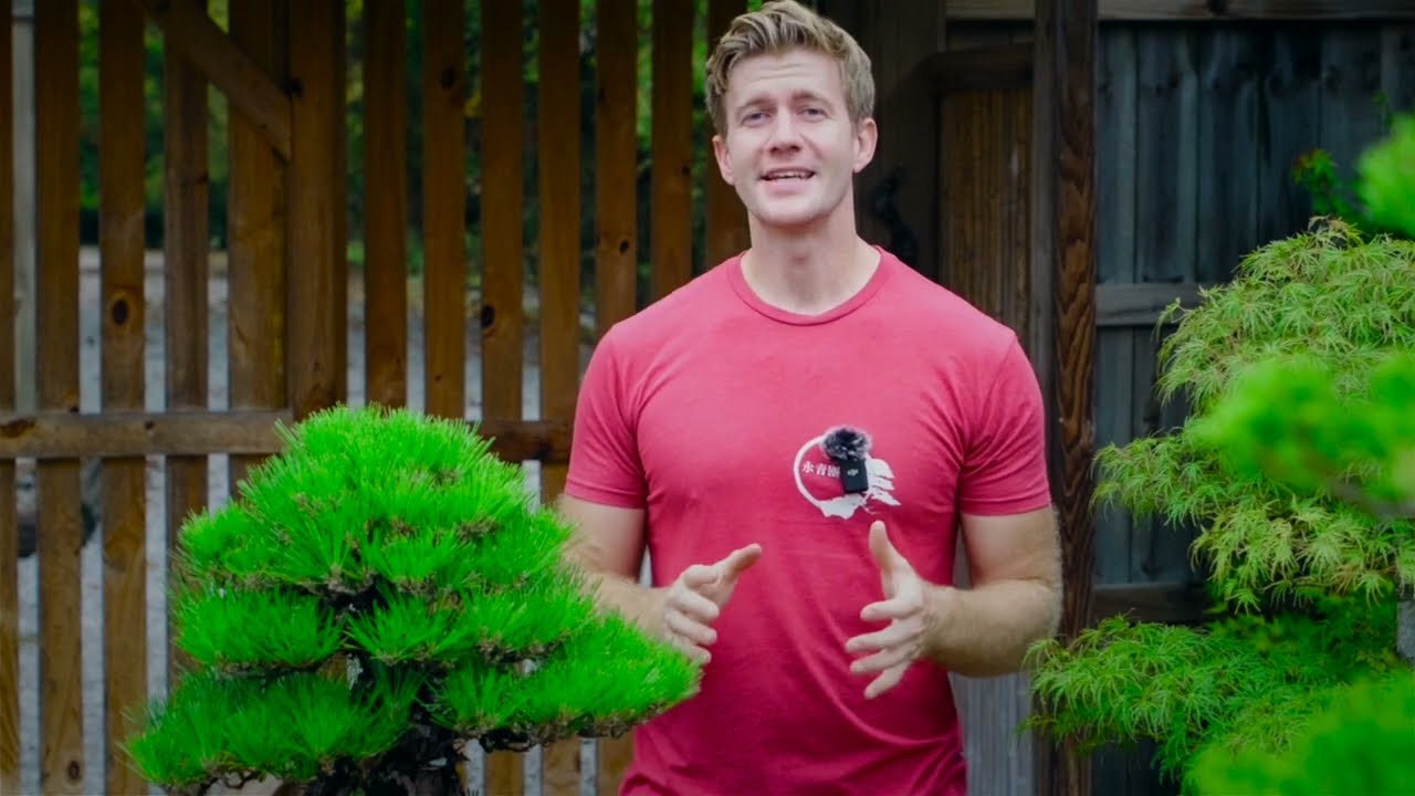 Бонсай из сосны — сезонный справочник по видам | Bonsai-U