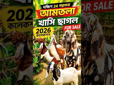 খাসি ছাগল  For sale Ph : 8910829031|#goat#farm#India