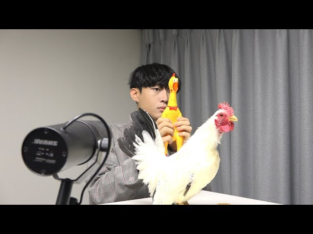 Toto - Africa ( Chicken cover ) class=