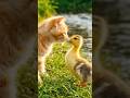 #friendship #cat