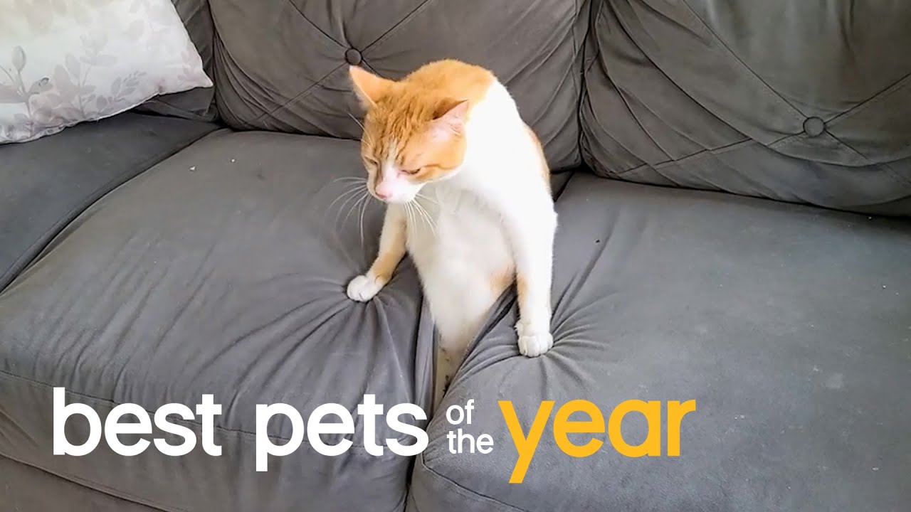 Best Pets of the Year...So Far (2021) - YouTube