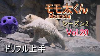 Momota 20 (Season 2) ~Oga Aquarium GAO~【A polar bear cub, Momota in Oga Akita】06/2026