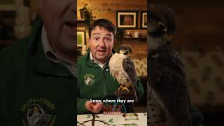 birds flying away?? #falcons #falconry #smjfalconry