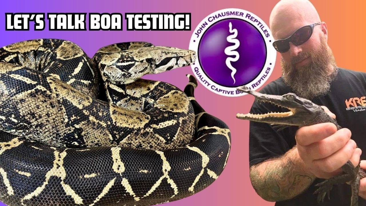 Boa Morph Tests Are HERE?!? | Reptile Genetics Weekly Ep 147