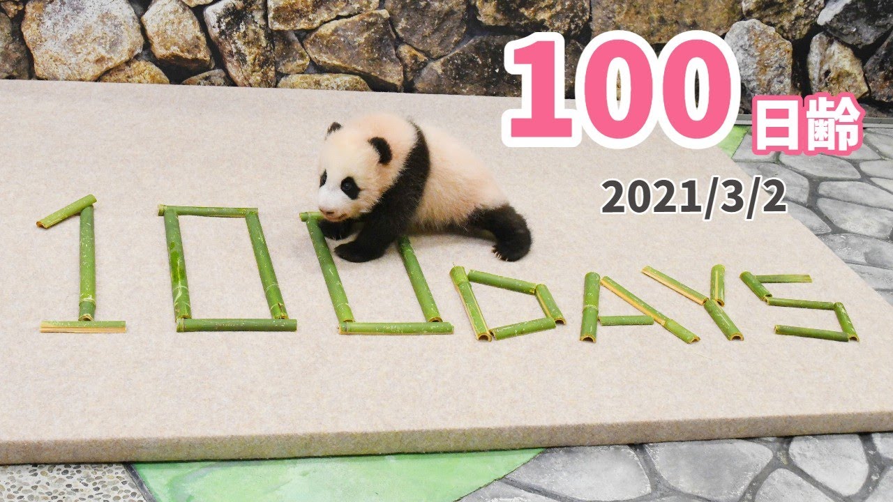 パンダの赤ちゃん 100日齢を迎えました 100日齢 Youtube パンダの赤ちゃん 100日齢を迎えました 100日齢 Youtube