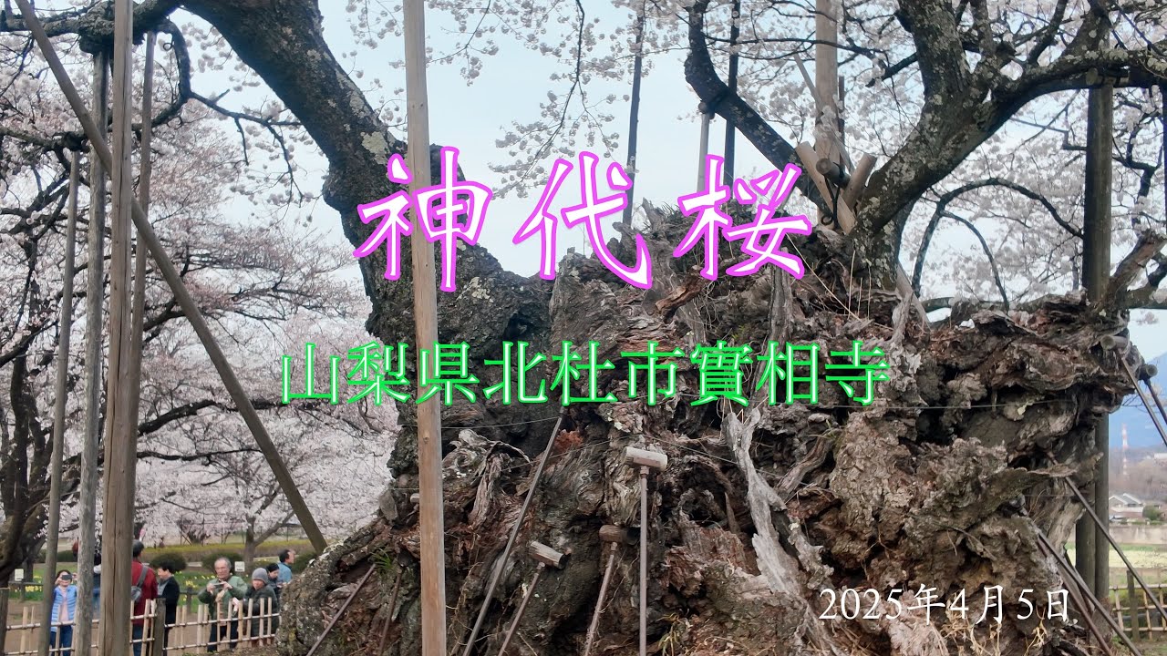 山梨県・北杜市】樹齢2000年の神代桜 - YouTube