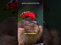 Mira lo que captó este FOTÓGRAFO. 🦜 📸