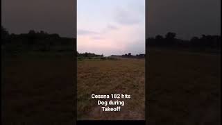 Cessna 182 Hits Dog during Takeoff in Brazil