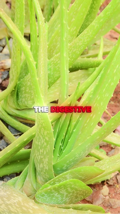 What Happens To Your Body When You Consume Aloe Vera Regularly YouTube what-happens-to-your-body-when-you-consume-aloe-vera-regularly-youtube