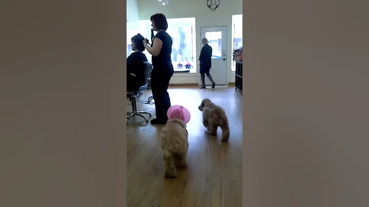 LACEY VIDEO