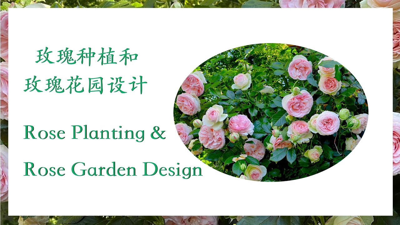 养花 种菜 029 玫瑰种植玫瑰花园设计rose Planting Rose Garden Design 玫瑰种植需要注意的六个方面 Youtube