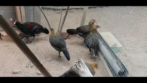 Gà Rừng ghép mái sanh sản vào các chuông nọc rừng rặc của gà rừng bình ba Cr