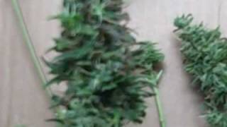 White Widow Grow Week 12 (Harvest)
