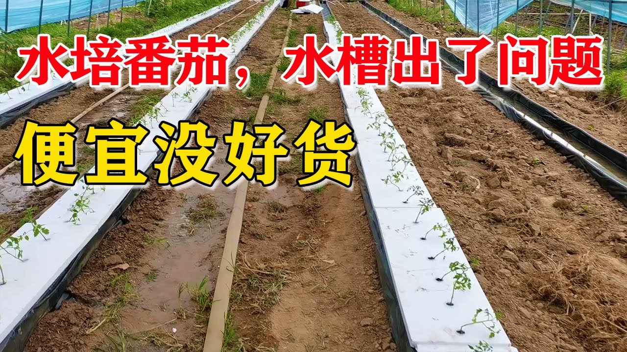 开始水里种番茄 水槽还是出了问题 便宜没好货 付老师种植技术团队官方频道 Youtube 开始水里种番茄 水槽还是出了问题 便宜没好货 付老师种植技术团队官方频道 Youtube