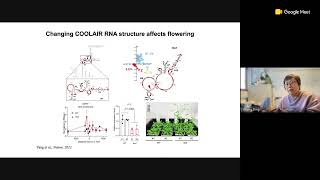 Decoding RNA language in plants - Prof Yiliang Ding Update