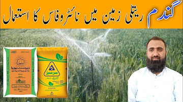 How to use Nitrophos in wheat grown on sandy loam soils | Bilal Kanju Official