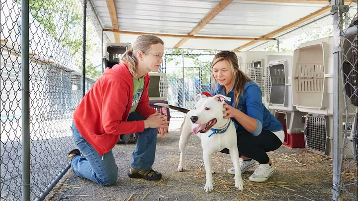 Purple Leash Project advocates for pet-friendly domestic violence shelters