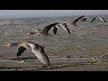 The secret routes of migratory birds documentary in english