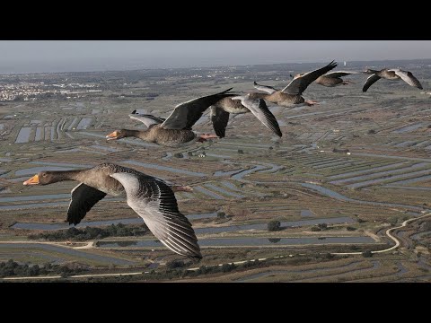 Video: Lake Empty: mysteriet med den sibiriska reservoaren