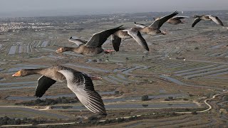 The secret routes of migratory birds (documentary in English)