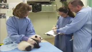 Name Giant Baby Giant Panda  Adorable!!! San Diego Zoo