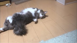 ポージングする猫 ノルウェージャンフォレストキャット Cats taking a pose